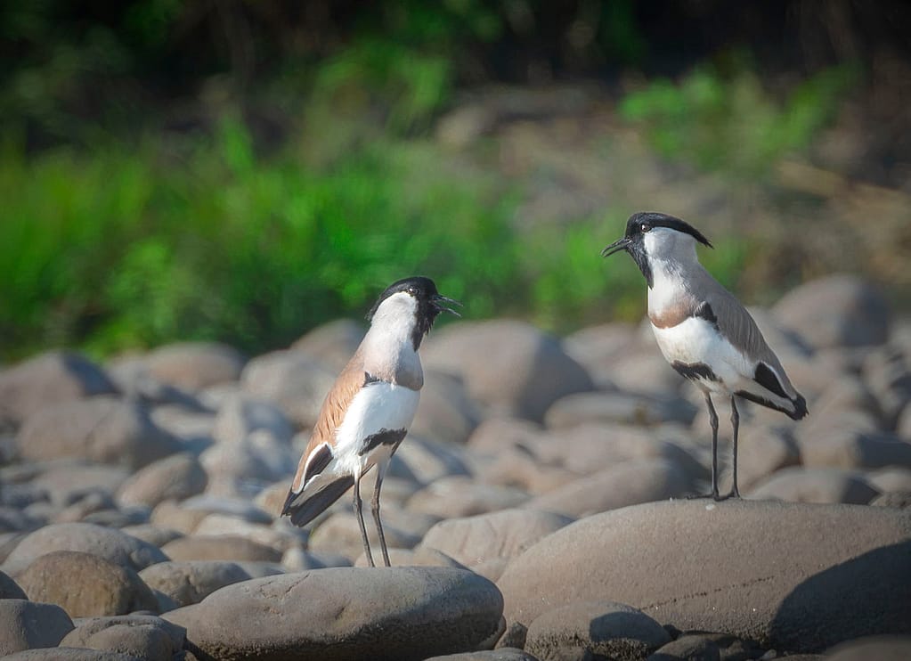 Nameri National Park, River Jiya Bhorelli , Migratory birds of Assam