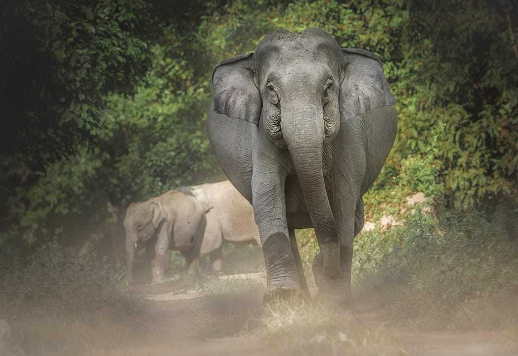 Indian Elephant, Elephants of Assam, Wildlife
