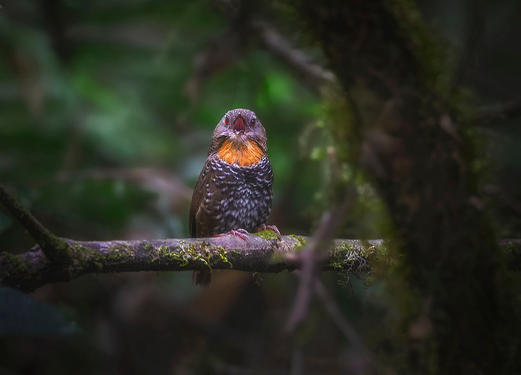 Mishmi-Wren-Babblers-shot-near-Mayodia-Pass-Mishmi-Hills-Arunachal-Pradesh