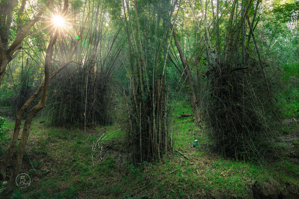 Anamalai Tiger Reserve
