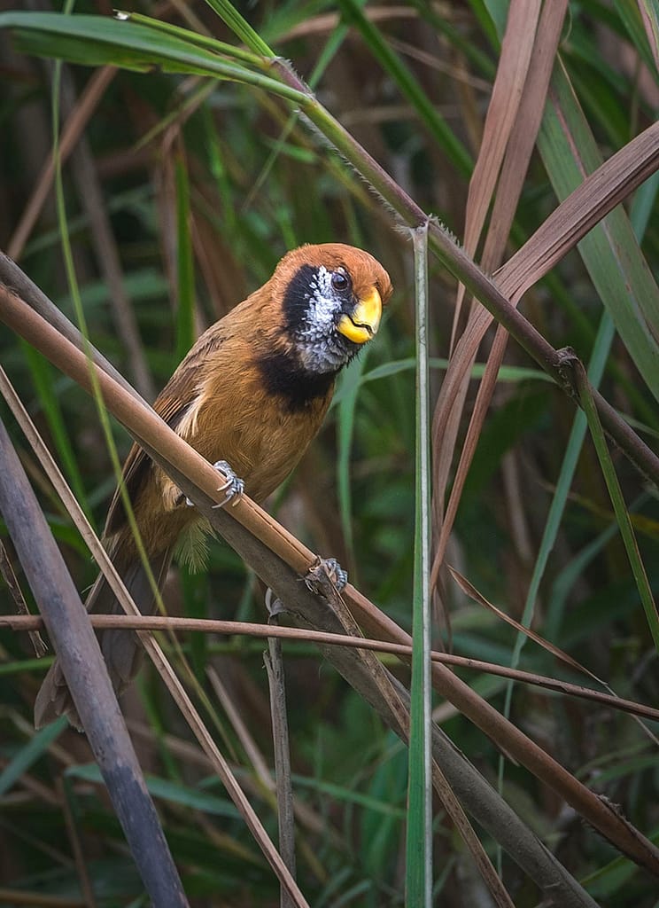Black breastred Parrot bill, Endangered Bird, grass land bird, grassland buring, Kaziranga National Park