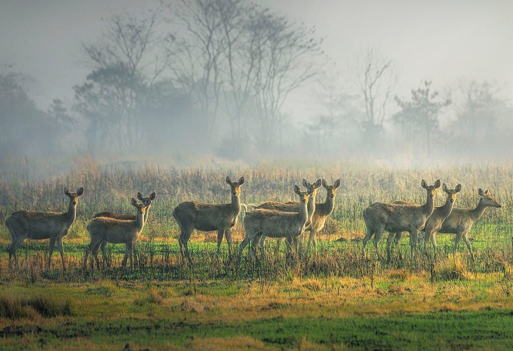 Kaziranga National Park, Eastern Swamp Deer, Assam National Park, Morning Safari in Kaziranga, Eastern Range, Agoratoli